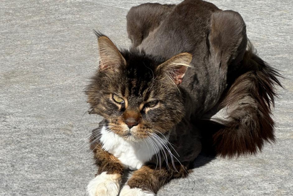 Disappearance alert Cat  Male , 9 years La Wantzenau France