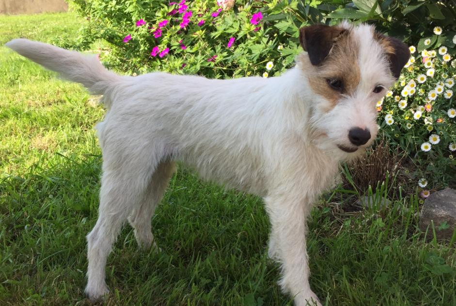 Vermisstmeldung Hund  Weiblich , 3 jahre Génissac Frankreich
