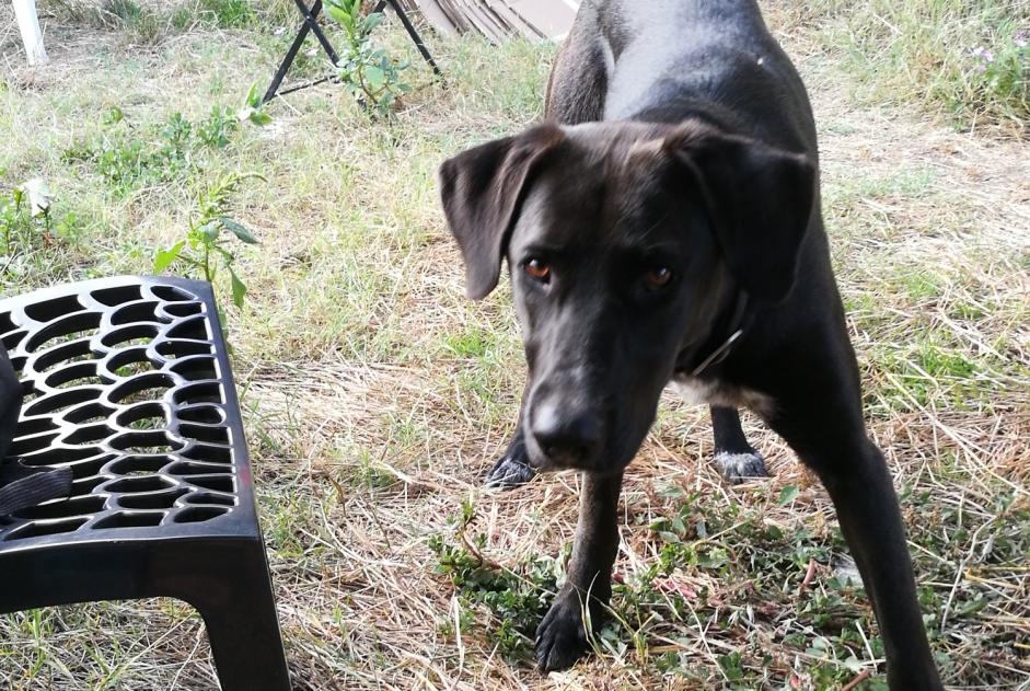 Vermisstmeldung Hund Weiblich , 2 jahre Lugasson Frankreich