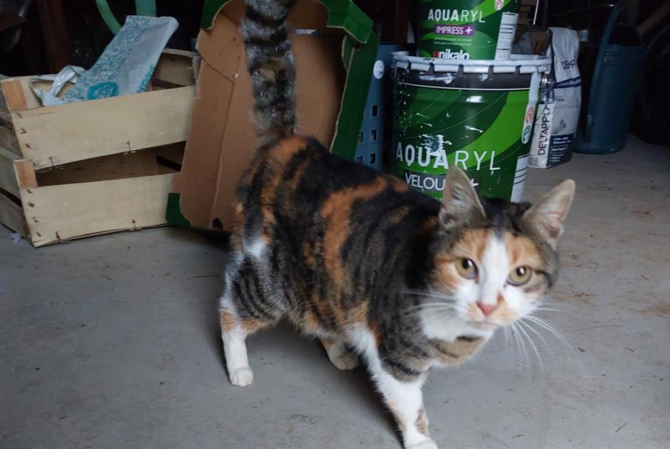Fundmeldung Katze Unbekannt Saint-Martin-de-Sescas Frankreich