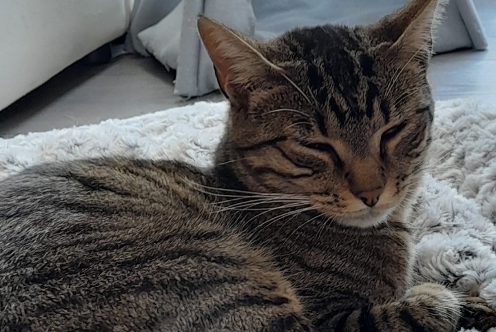 Vermisstmeldung Katze  Männliche , 3 jahre Saint-Macaire Frankreich