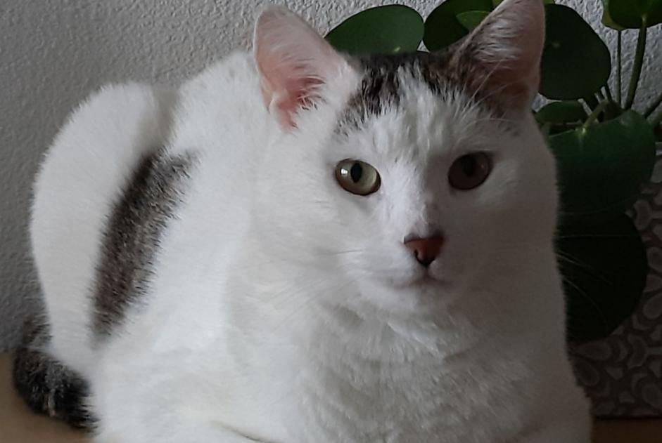 Vermisstmeldung Katze Männliche , 7 jahre Le Taillan-Médoc Frankreich