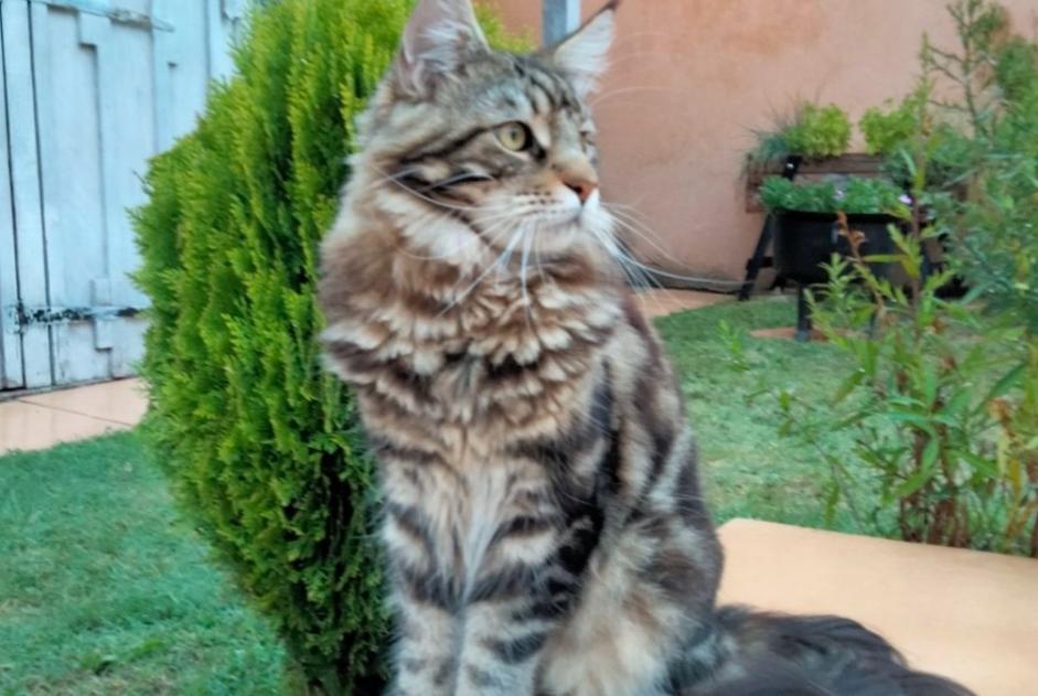 Vermisstmeldung Katze  Männliche , 1 jahre Libourne Frankreich