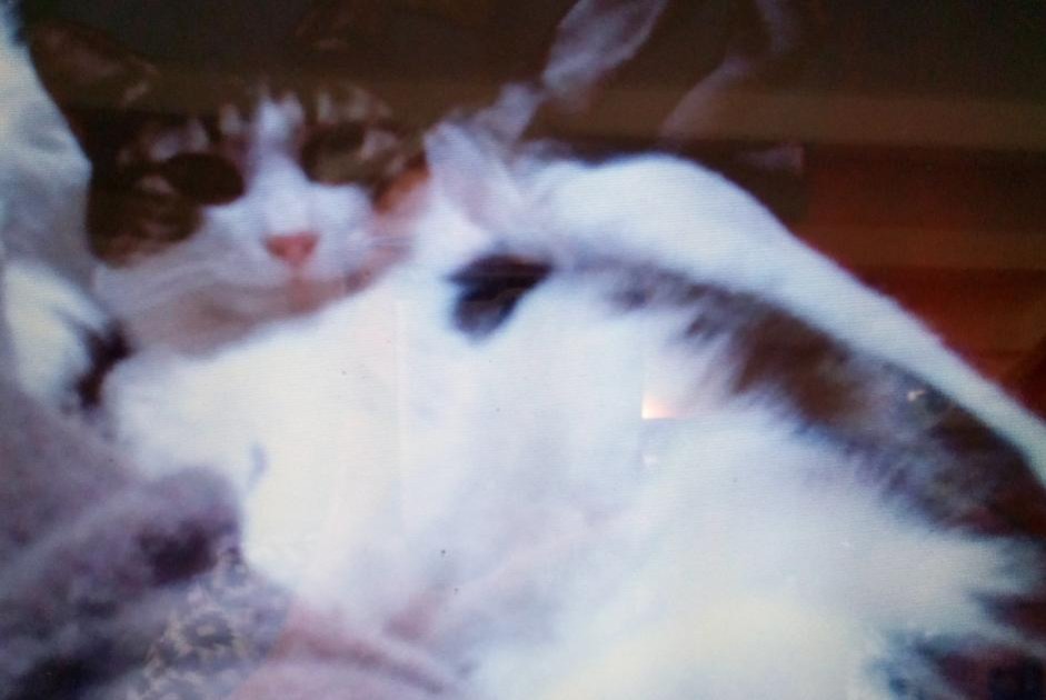 Vermisstmeldung Katze Weiblich , 10 jahre Gours Frankreich Vermisstmeldung Katze Weiblich , 10 jahre Gours Frankreich
