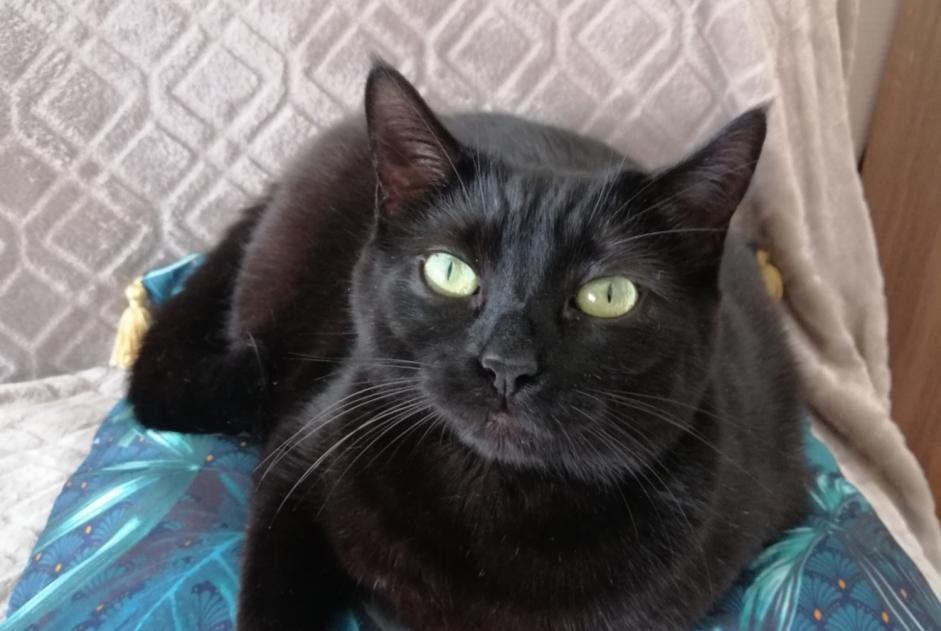 Vermisstmeldung Katze Weiblich , 6 jahre La Teste-de-Buch Frankreich Vermisstmeldung Katze Weiblich , 6 jahre La Teste-de-Buch Frankreich