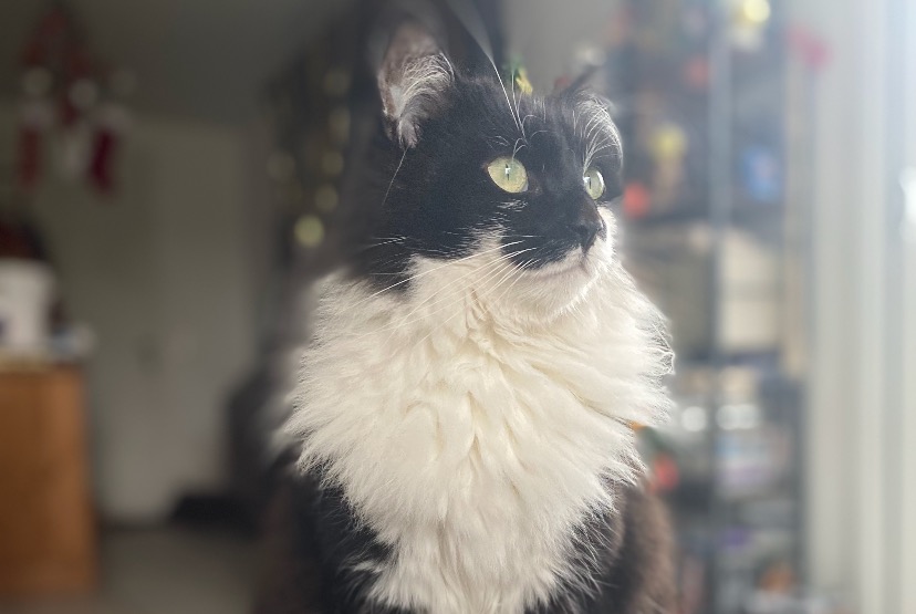 Vermisstmeldung Katze rassenmischung Männliche , 3 jahre Listrac-Médoc Frankreich Vermisstmeldung Katze rassenmischung Männliche , 3 jahre Listrac-Médoc Frankreich