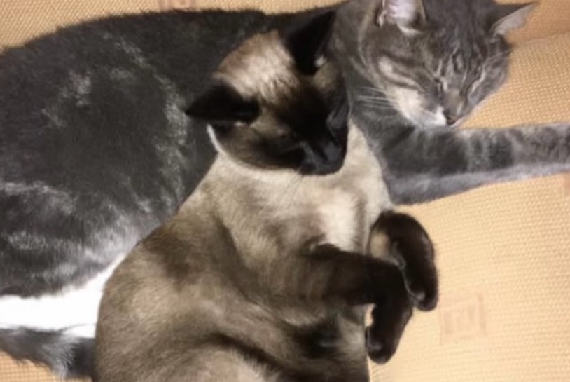 Vermisstmeldung Katze Weiblich , 3 jahre Listrac-Médoc Frankreich Vermisstmeldung Katze Weiblich , 3 jahre Listrac-Médoc Frankreich