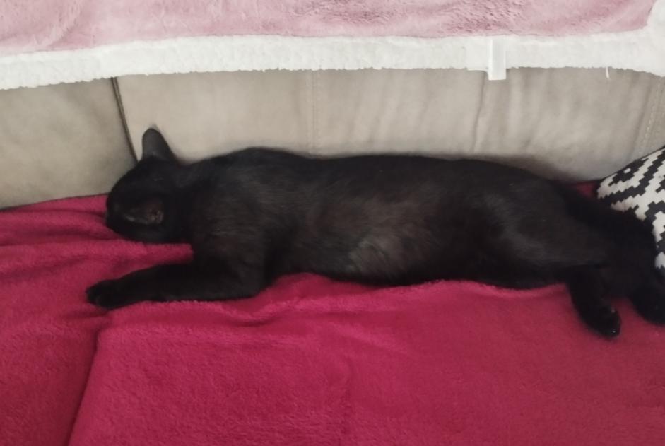 Vermisstmeldung Katze Männliche , 3 jahre Libourne Frankreich