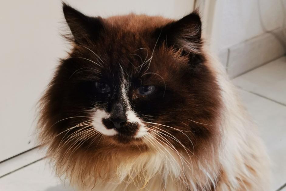Discovery alert Cat  Male , 5 years Langon France