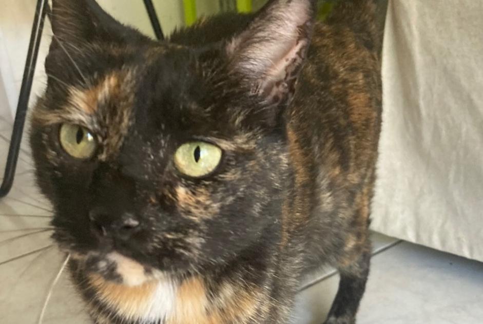 Discovery alert Cat  Female , 7 years Cavignac France