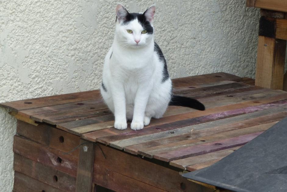 Disappearance alert Cat  Female , 6 years Blaignan France