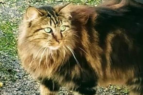 Disappearance alert Cat Male , 6 years Saint-Pierre-de-Mons France