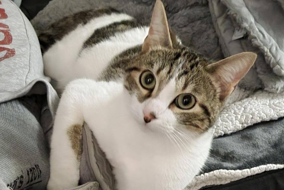 Disappearance alert Cat  Male , 2 years Sainte-Eulalie France
