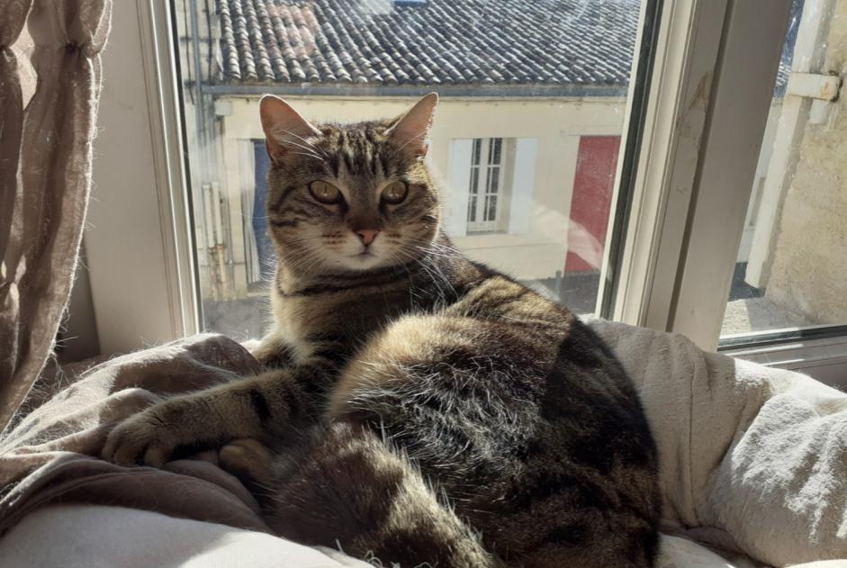 Disappearance alert Cat miscegenation Female , 6 years Libourne France