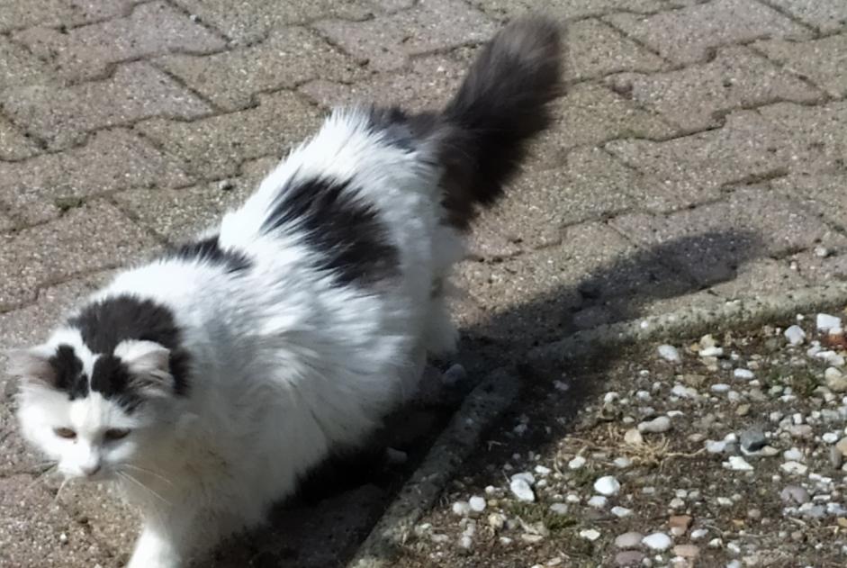 Disappearance alert Cat Female , 10 years Saint-Loubès France