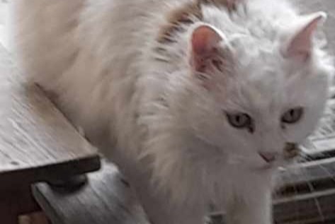 Disappearance alert Cat Male , 12 years Libourne France