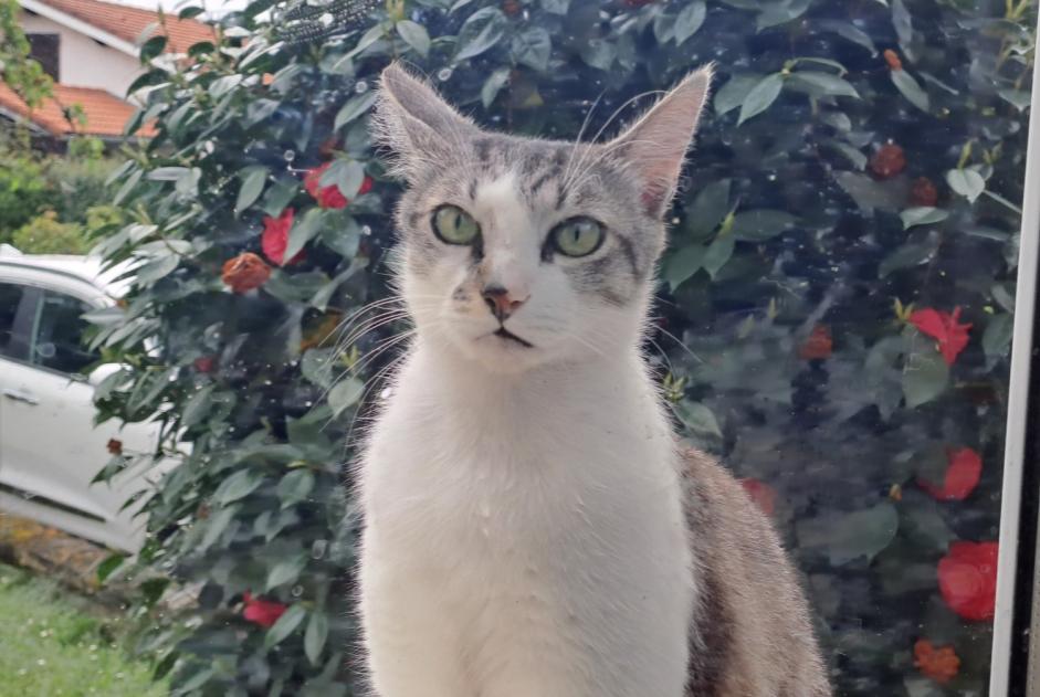 Disappearance alert Cat  Male , 3 years Lacanau France