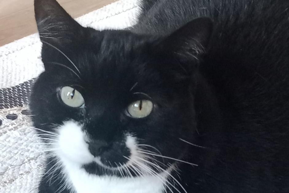 Disappearance alert Cat Female , 9 years Bordeaux France