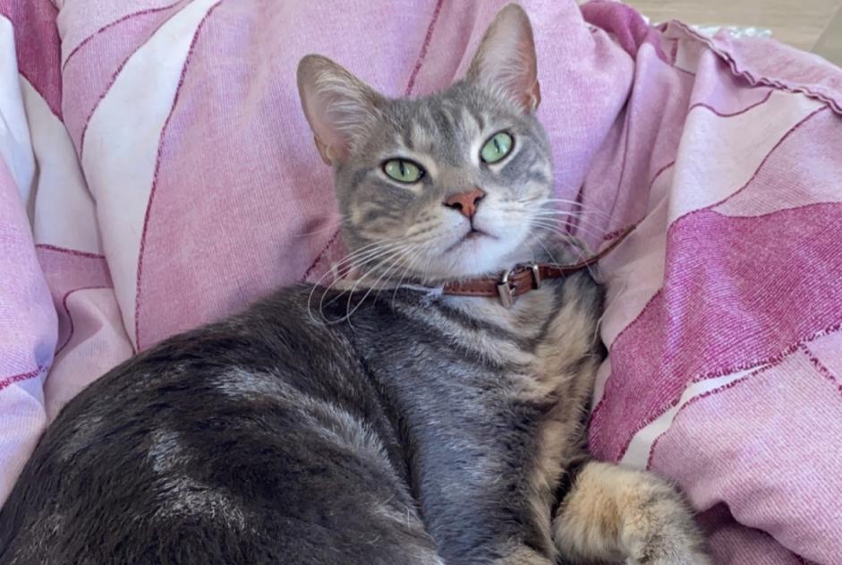 Disappearance alert Cat Male , 2 years Montpellier France