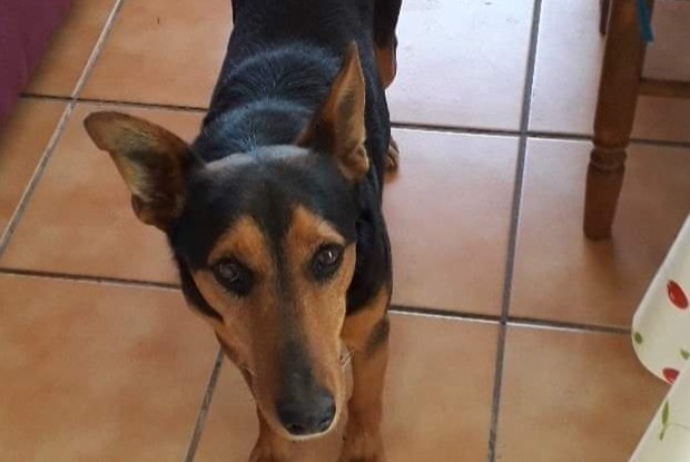 Disappearance alert Dog  Male , 12 years Villenave-d'Ornon France