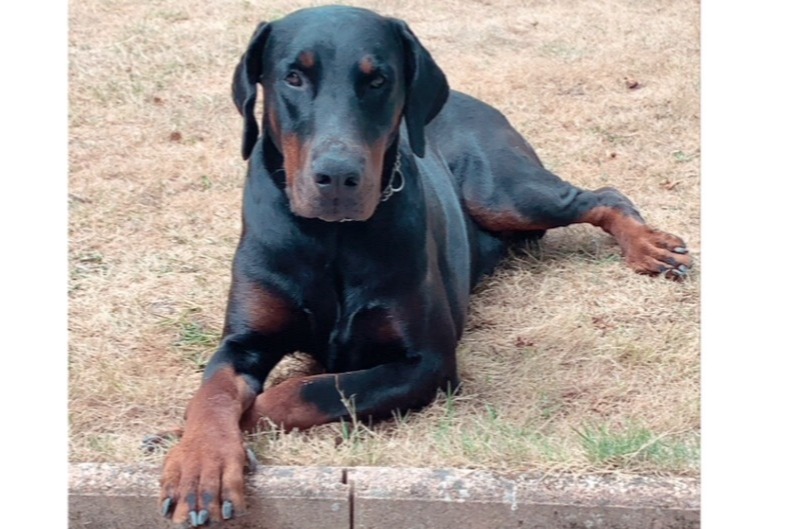 Disappearance alert Dog  Male , 5 years Grignols France