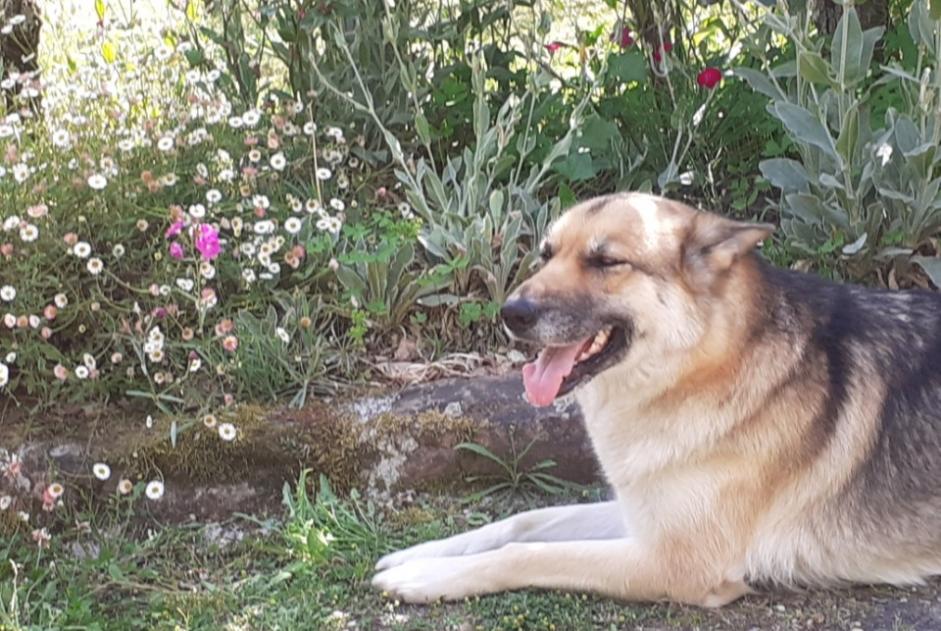 Disappearance alert Dog miscegenation Female , 4 years Saint-André-de-Cubzac France
