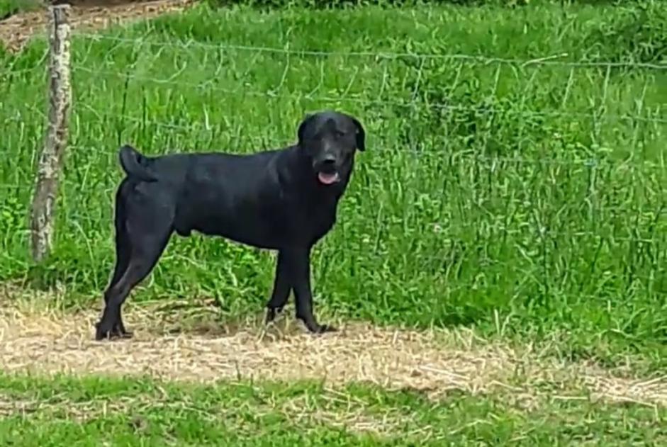 Disappearance alert Dog  Male , 7 years Tizac-de-Lapouyade France