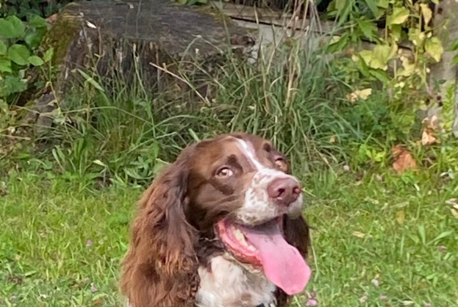 Disappearance alert Dog Male , 5 years Ambès France Disappearance alert Dog Male , 5 years Ambès France