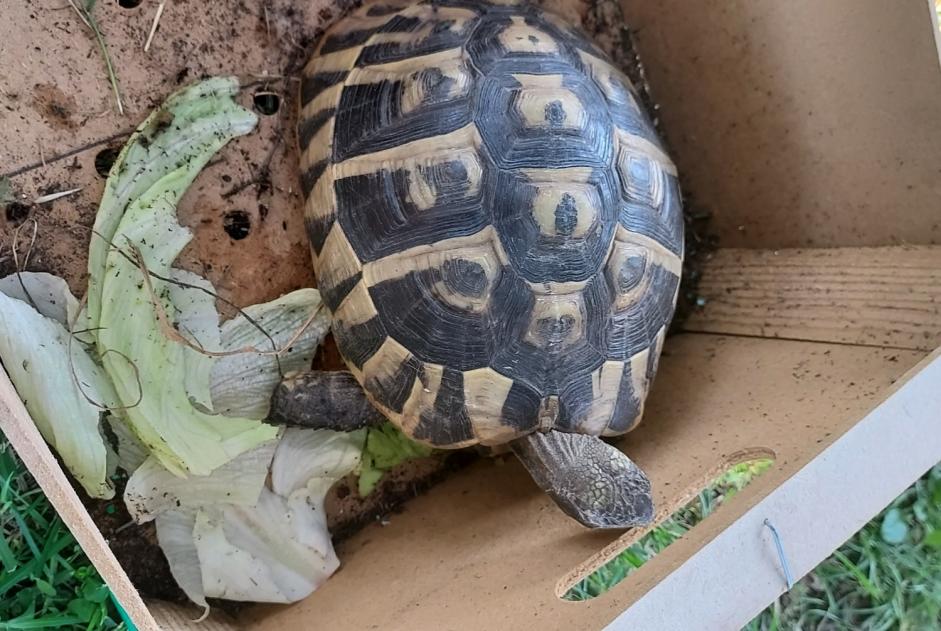 Discovery alert Tortoise Unknown Cadillac-sur-Garonne France