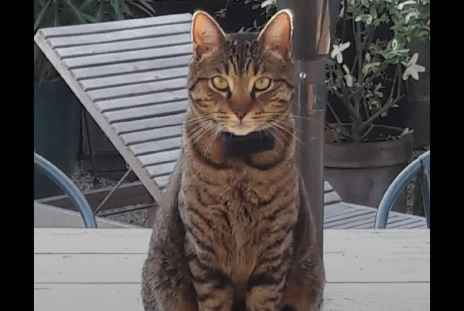 Alerta de Desaparición Gato cruce Macho , 3 años Lanton Francia
