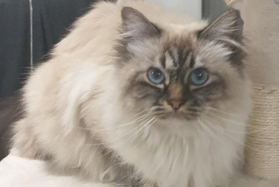 Alerta de Desaparición Gato  Hembra , 9 años Bordeaux Francia