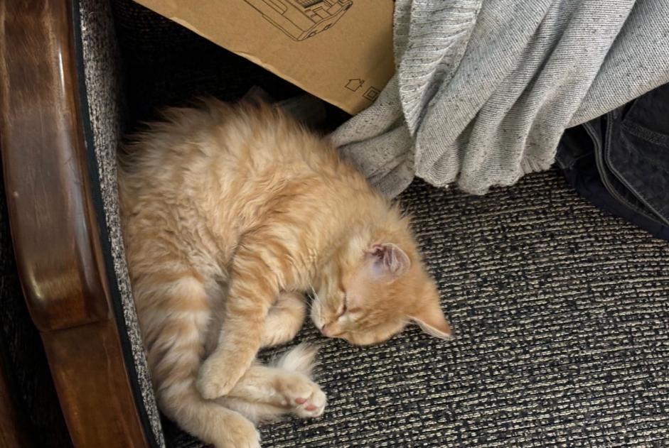 Alerta de Desaparición Gato Hembra , 1 años Bordeaux Francia Alerta de Desaparición Gato Hembra , 1 años Bordeaux Francia