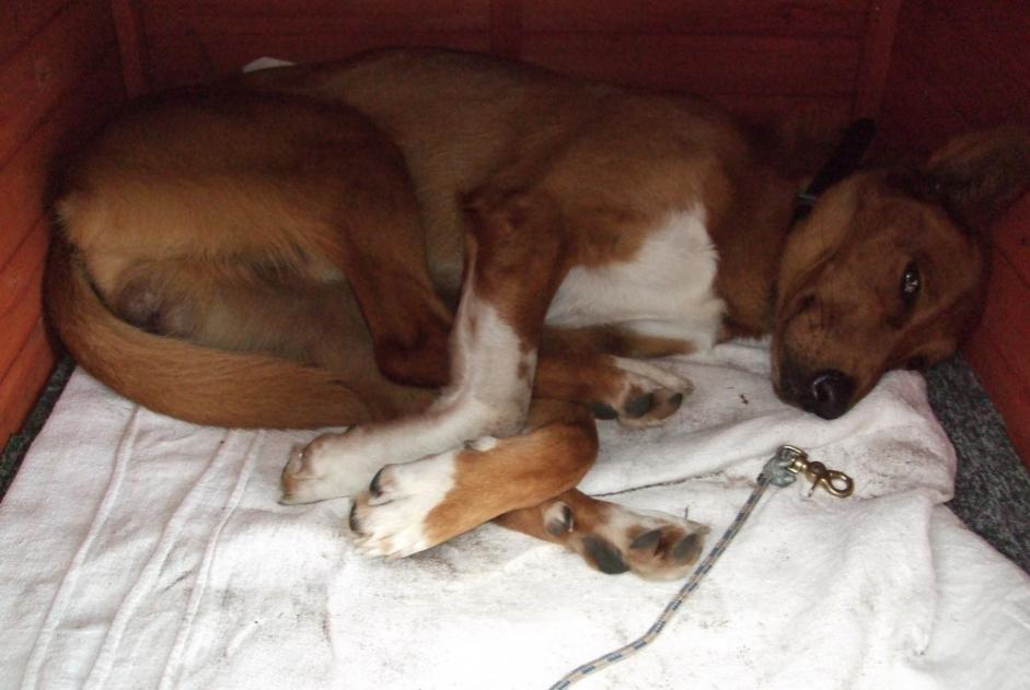 Alerta de Desaparición Perro cruce Macho , 8 años Belin-Béliet Francia