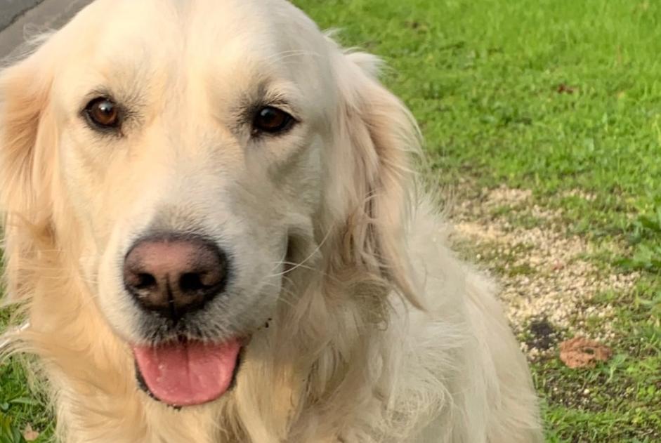 Alerta de Hallazgo Perro  Hembra Gujan-Mestras Francia