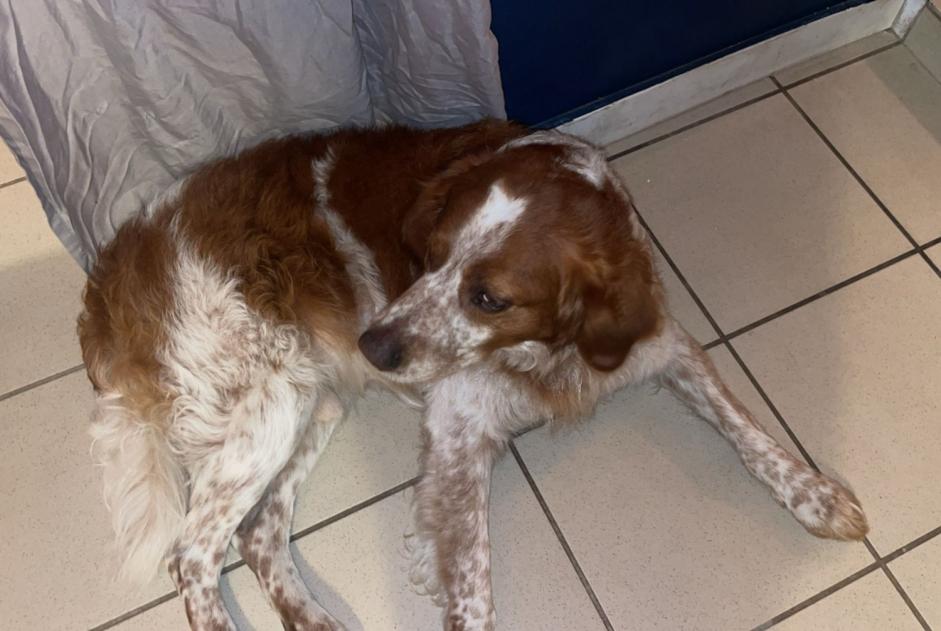 Alerta de Hallazgo Perro cruce Macho Sainte-Hélène Francia