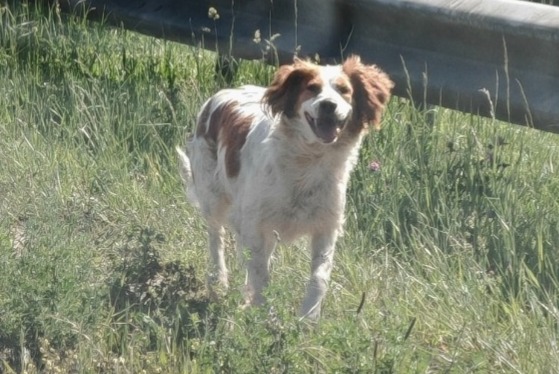 Alerta de Hallazgo Perro  Desconocido Mérignac Francia