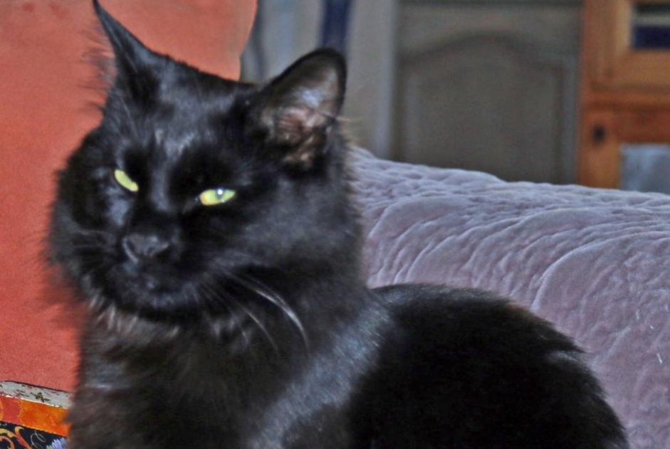 Alerte Disparition Chat Mâle , 9 ans Gujan-Mestras France