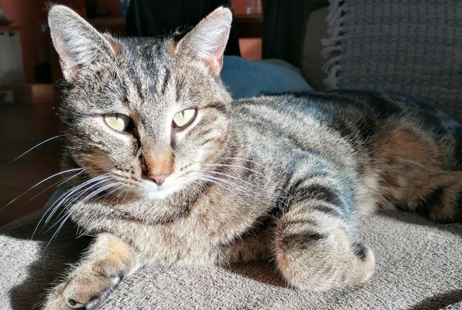Alerte Disparition Chat Mâle , 4 ans Saint-Magne-de-Castillon France
