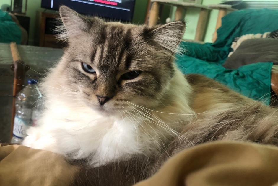 Alerte Disparition Chat  Femelle , 6 ans Saint-Aubin-de-Médoc France