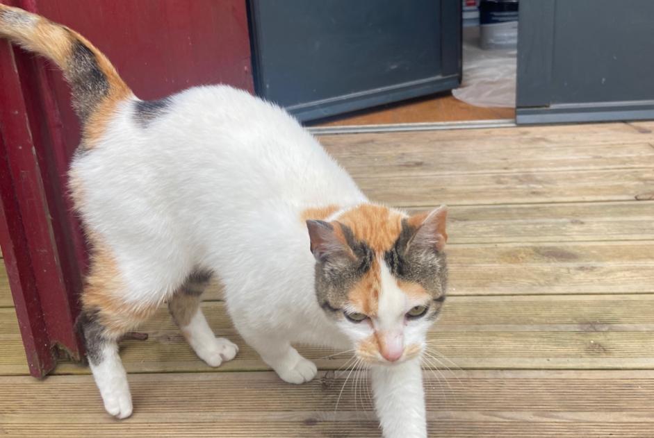 Alerte Disparition Chat Femelle , 5 ans Pompignac France