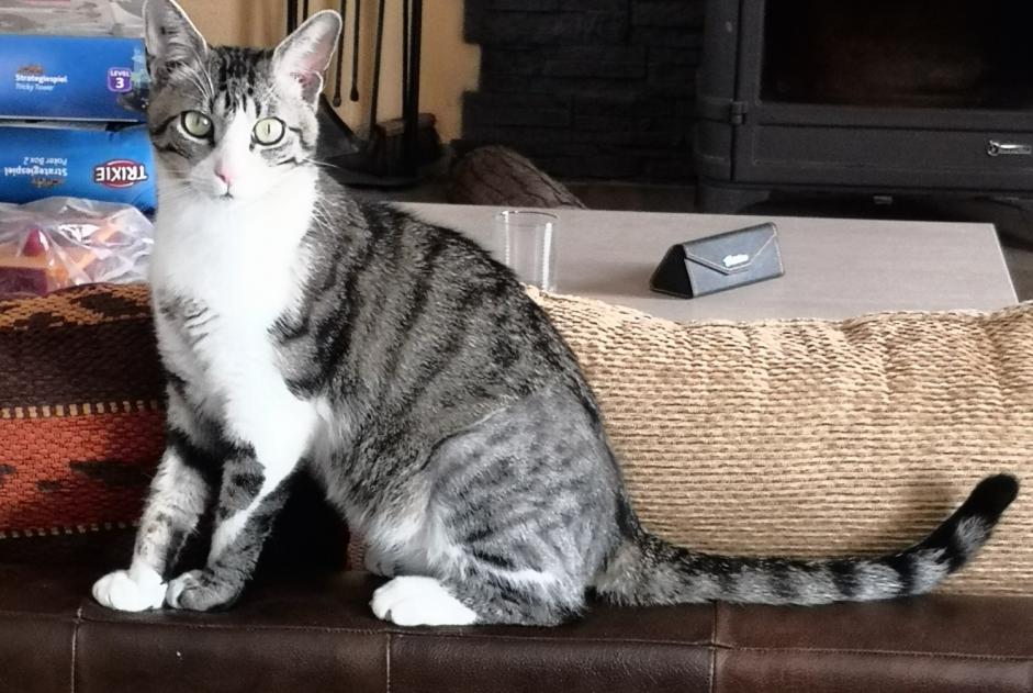 Alerte Disparition Chat Mâle , 1 ans Mios France