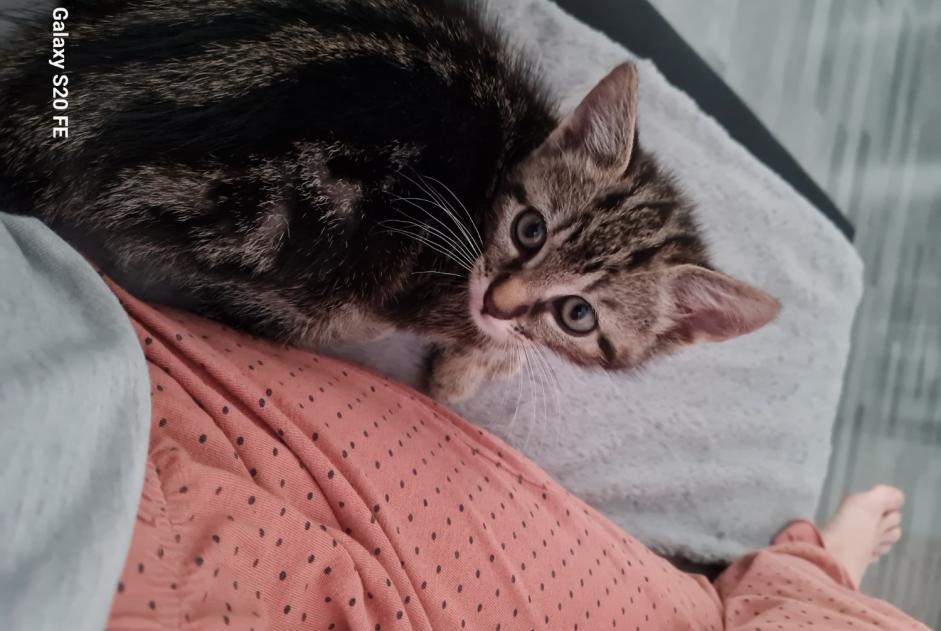 Alerte Disparition Chat Mâle , 0 ans Cubnezais France
