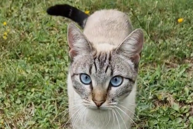 Alerte Disparition Chat croisement Femelle , 1 ans Floirac France