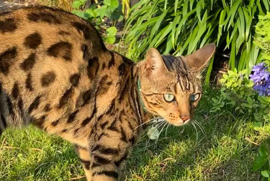 Alerte Disparition Chat Mâle , 4 ans Pessac France Alerte Disparition Chat Mâle , 4 ans Pessac France