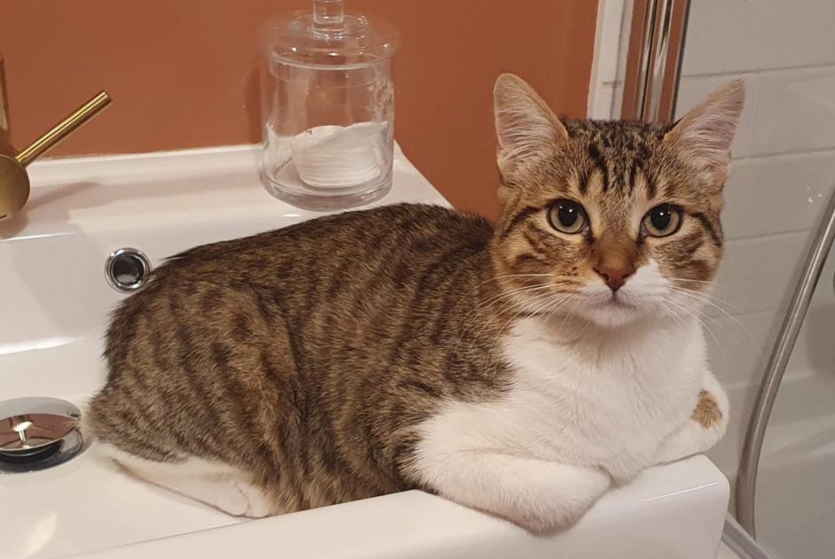 Alerte Disparition Chat croisement Femelle , 1 ans Bordeaux France Alerte Disparition Chat croisement Femelle , 1 ans Bordeaux France