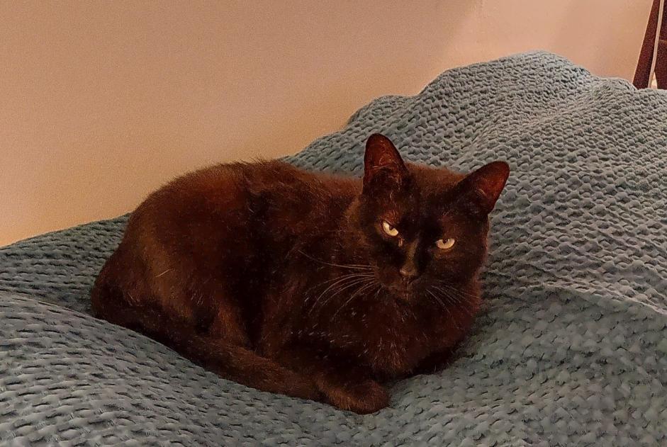 Alerte Disparition Chat Mâle , 9 ans Libourne France Alerte Disparition Chat Mâle , 9 ans Libourne France