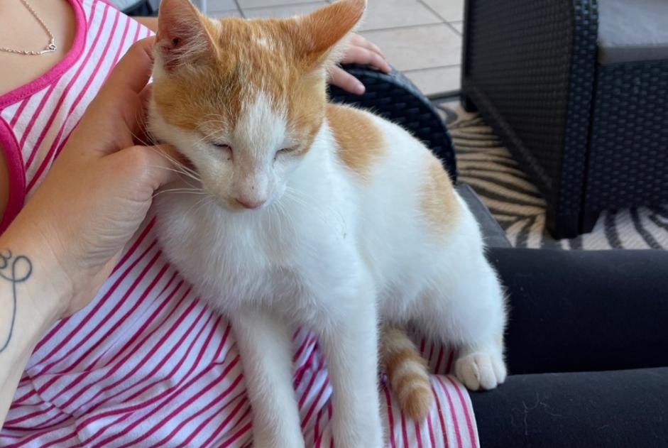 Alerte Découverte Chat croisement Mâle Langon France