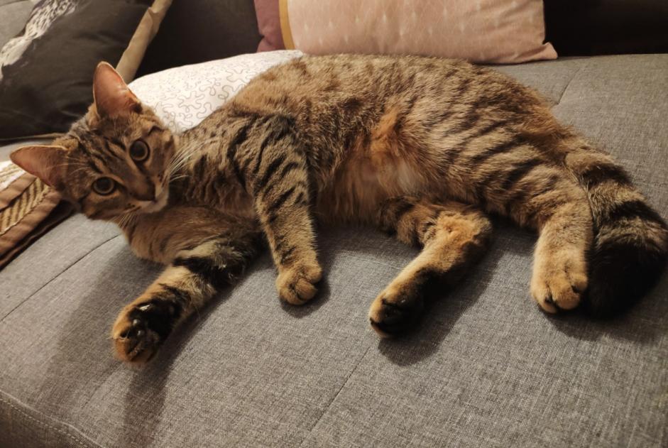Alerte Découverte Chat Femelle Floirac France Alerte Découverte Chat Femelle Floirac France
