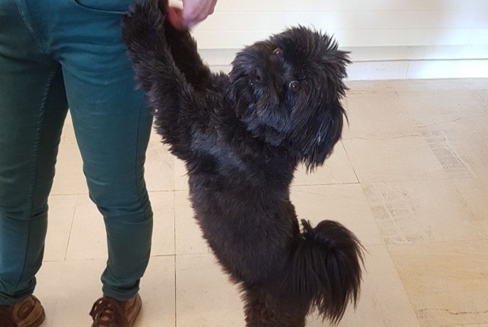 Alerte Disparition Chien croisement Mâle , 11 ans Talence France Alerte Disparition Chien croisement Mâle , 11 ans Talence France