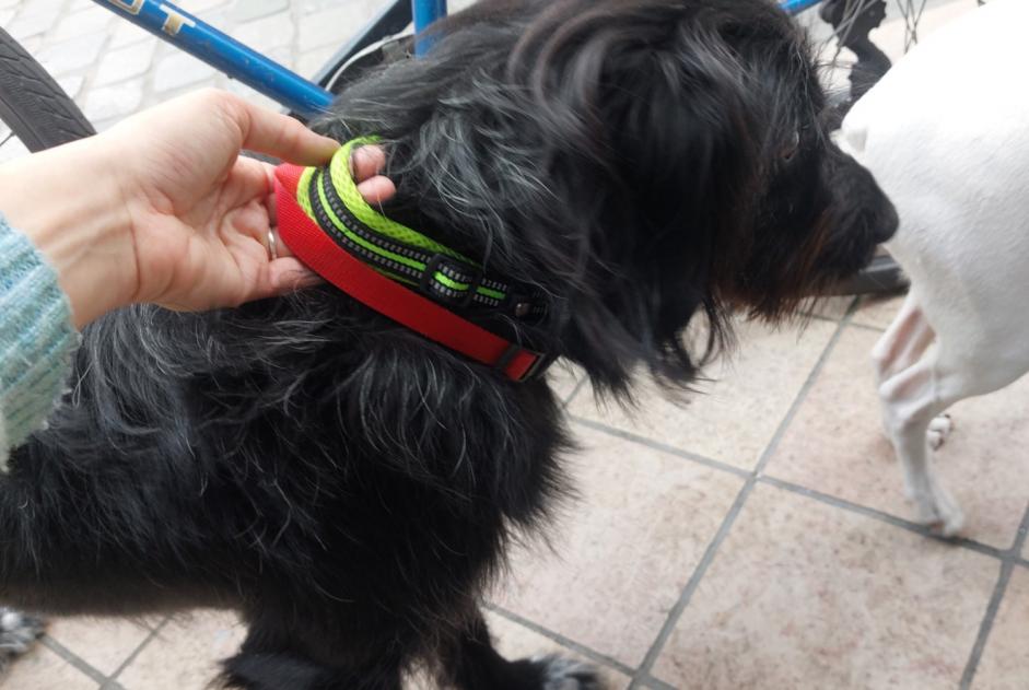 Alerte Découverte Chien Mâle Bordeaux France